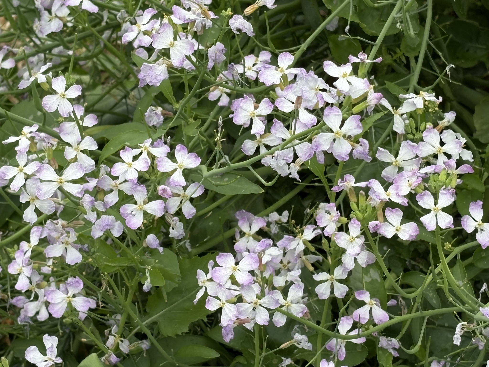 ハマダイコン 食べてみたい 2026-04-30