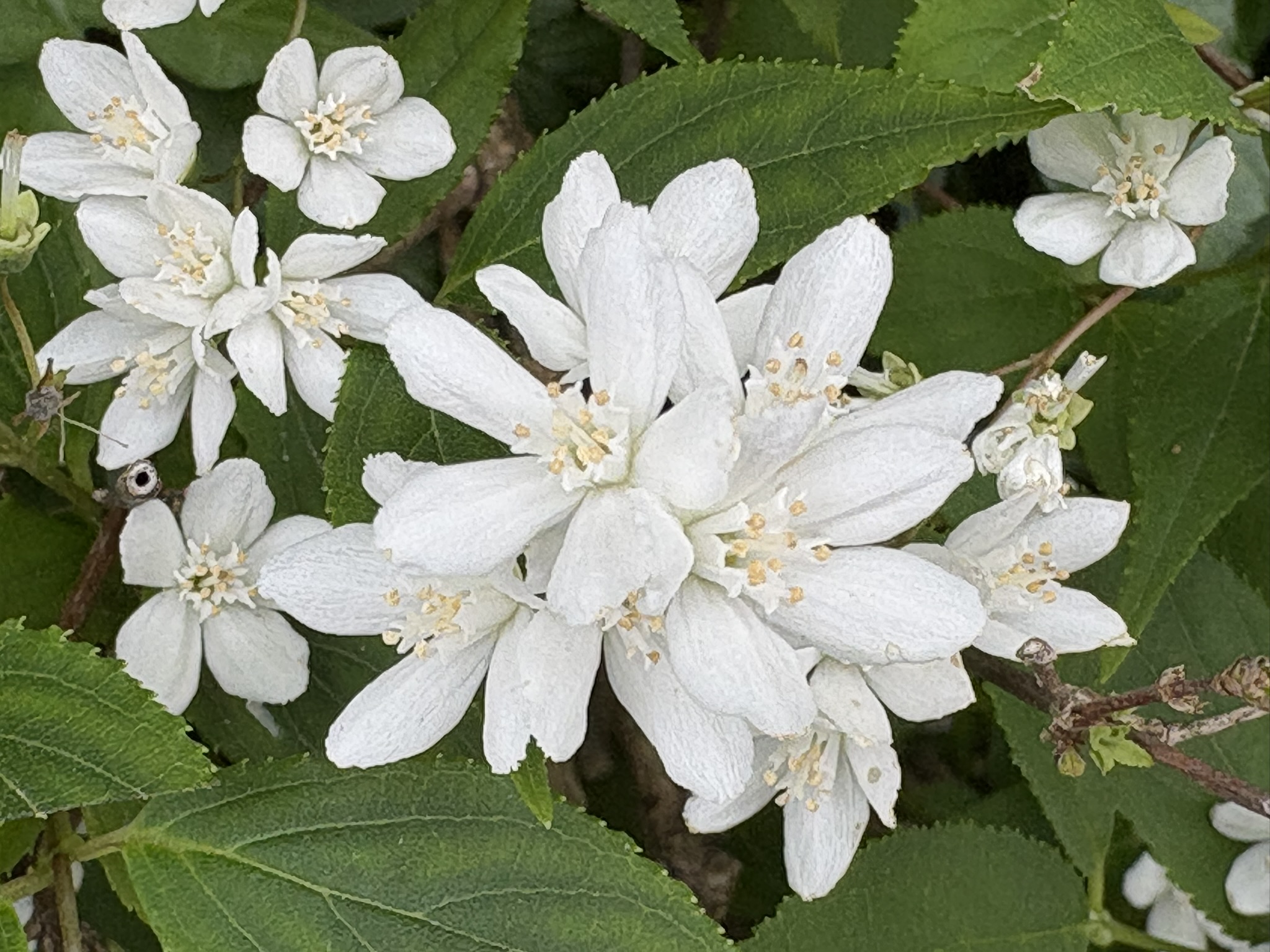 ウツギの季節 まずはヒメウツギ 206-04-30