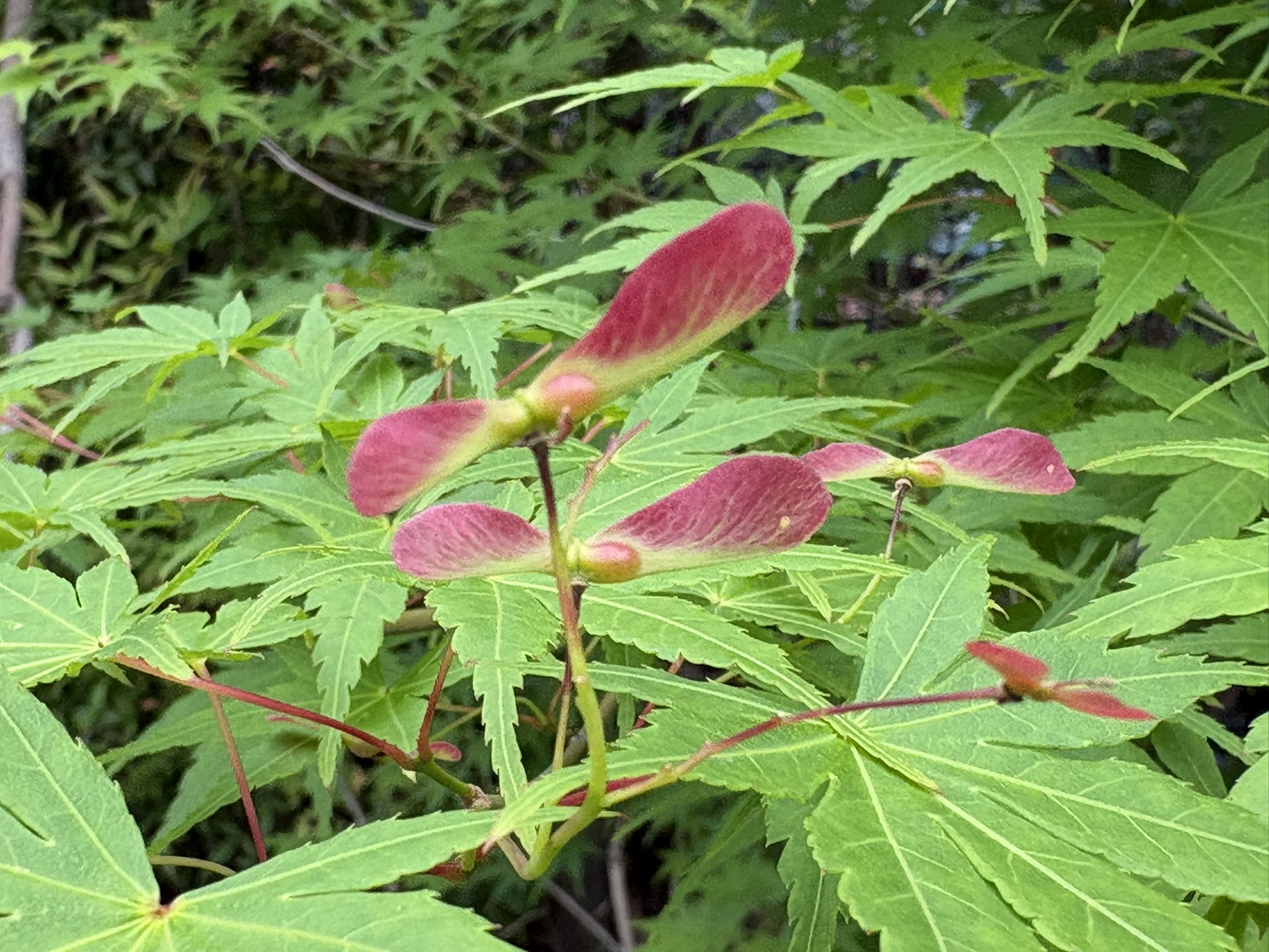 モミジの赤いプロペラ 2026-04-30