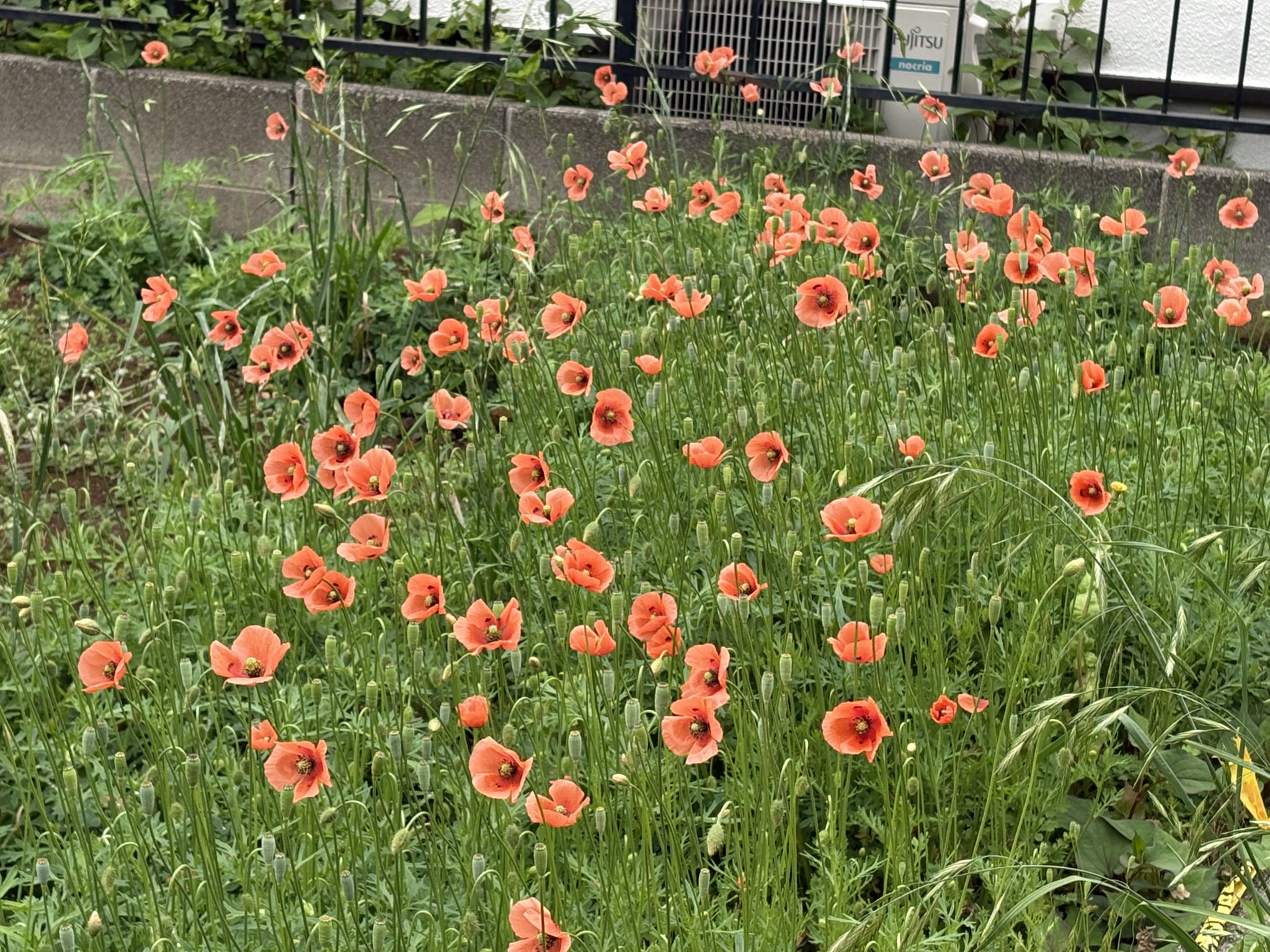 真っ先に空き地を占拠するナガミヒナゲシ 2026-04-30