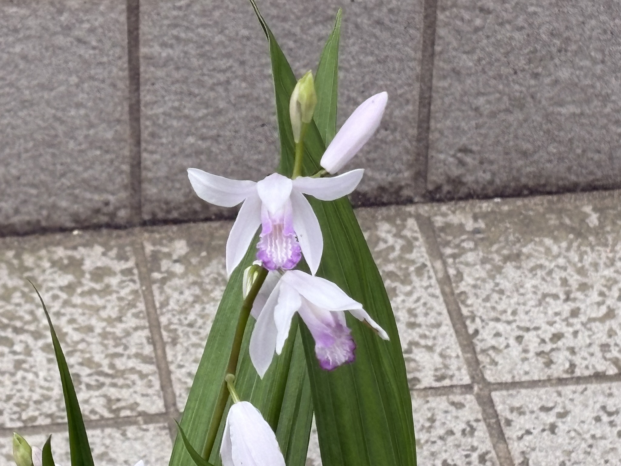 クチベニシラン（口紅紫蘭） 206-04-30