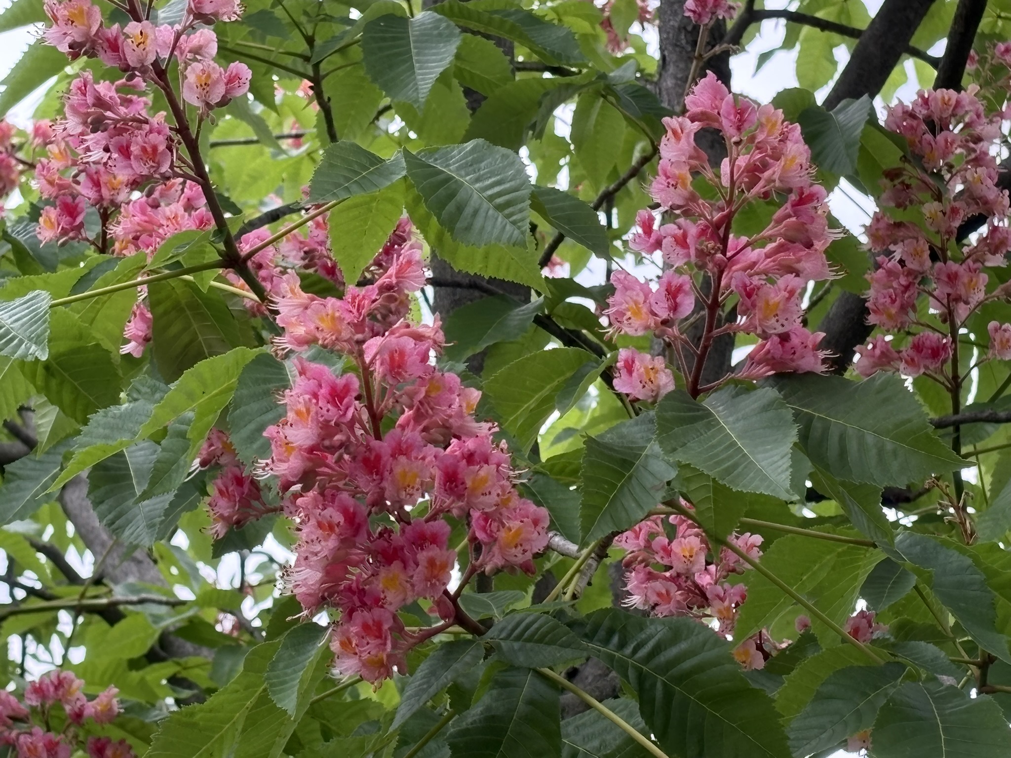 ベニバナトチノキの名木満開 2026-04-30