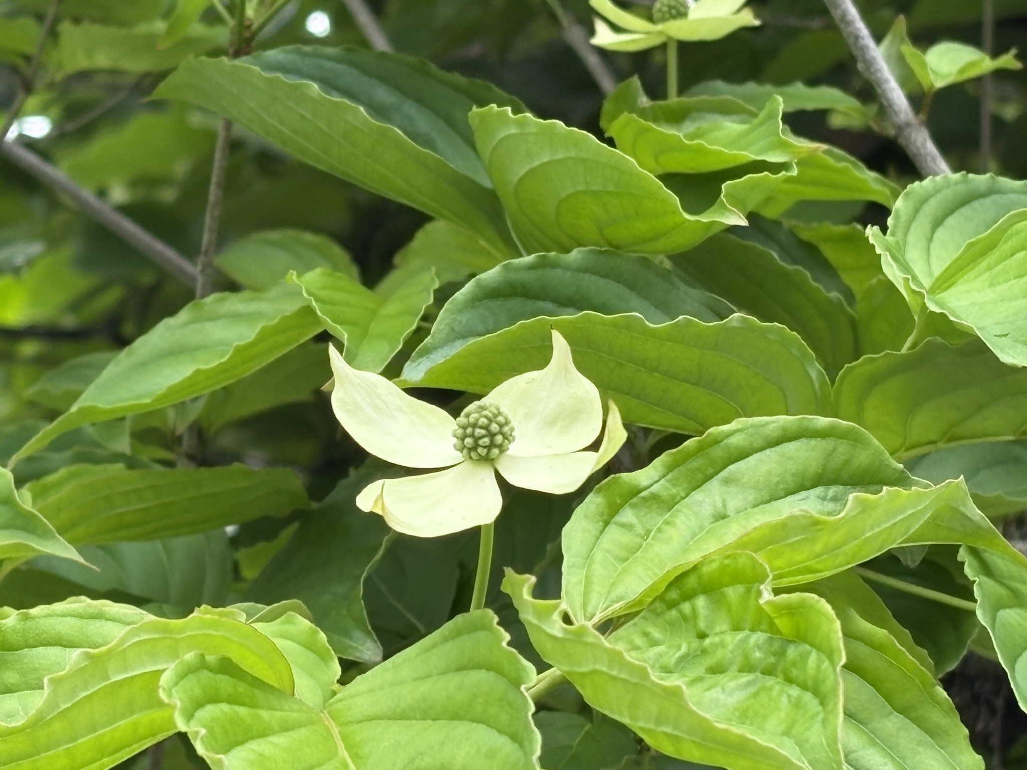 清潔感ある白い花ヤマボウシ 2026-04-30