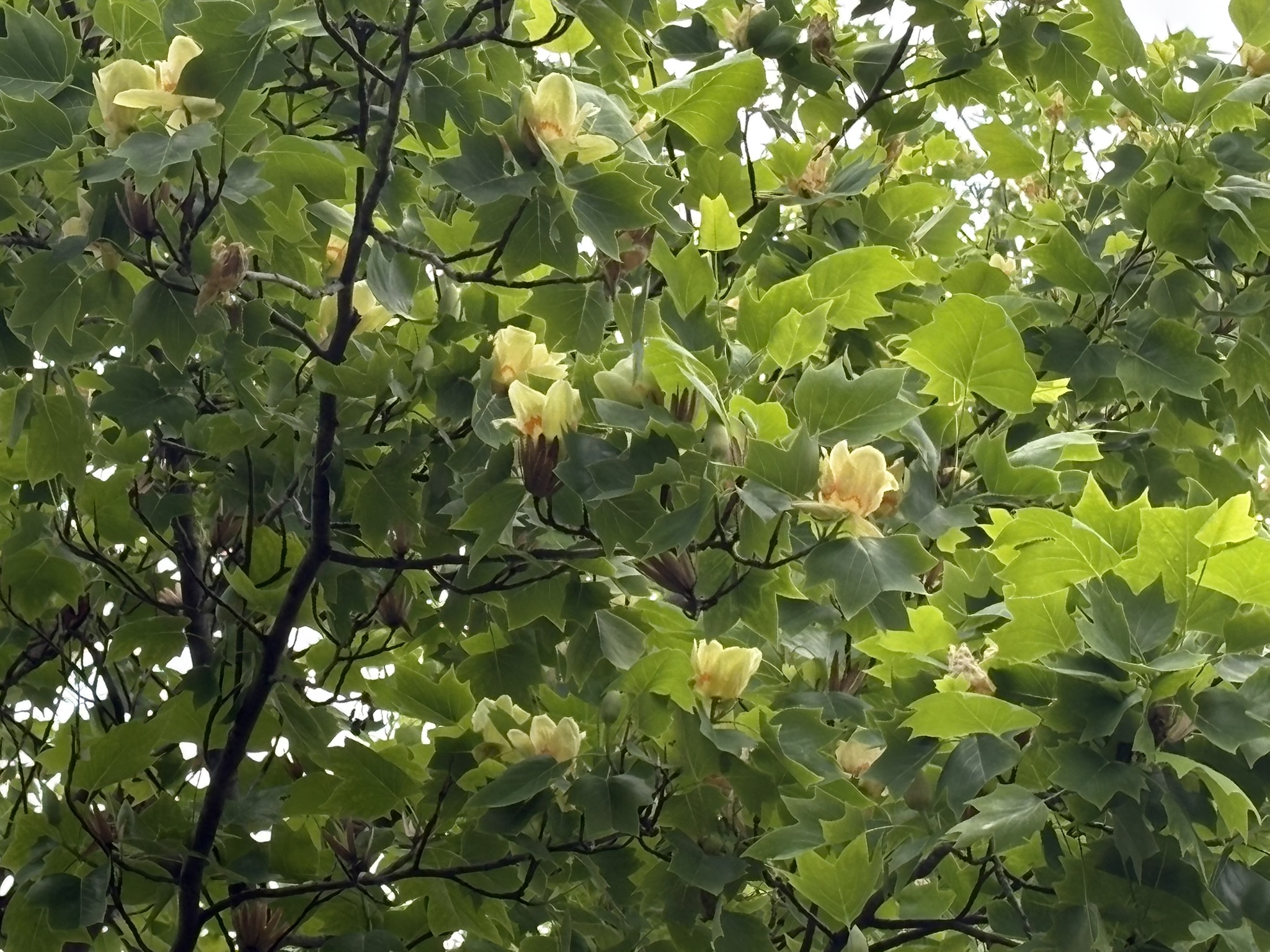見上げて探してユリノキの花 2026-04-30