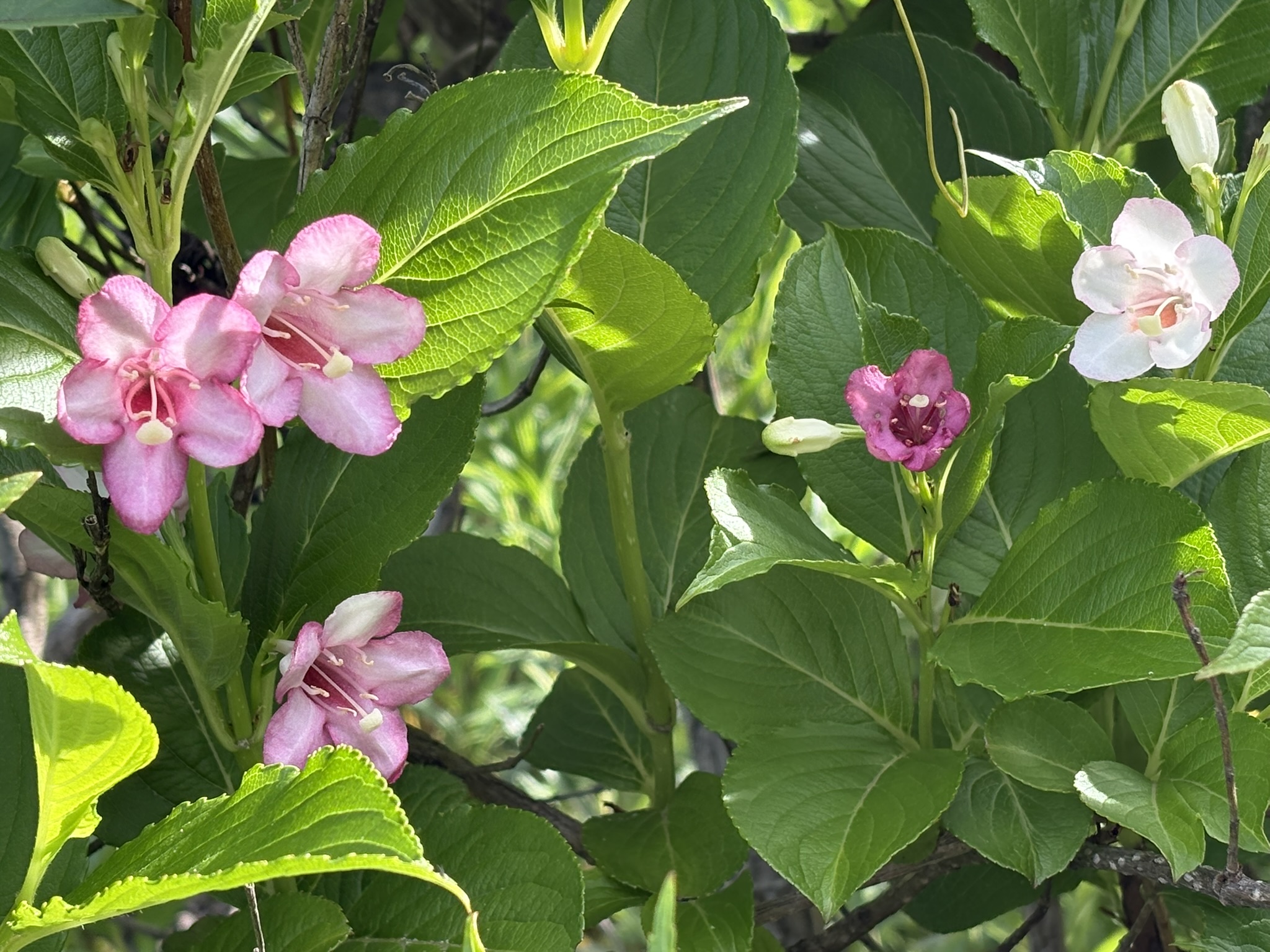 三色で華やかに咲くハコネウツギ 2026-05-09