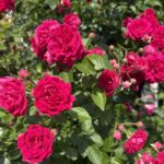 05-12rose