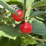 05-12yusuraume