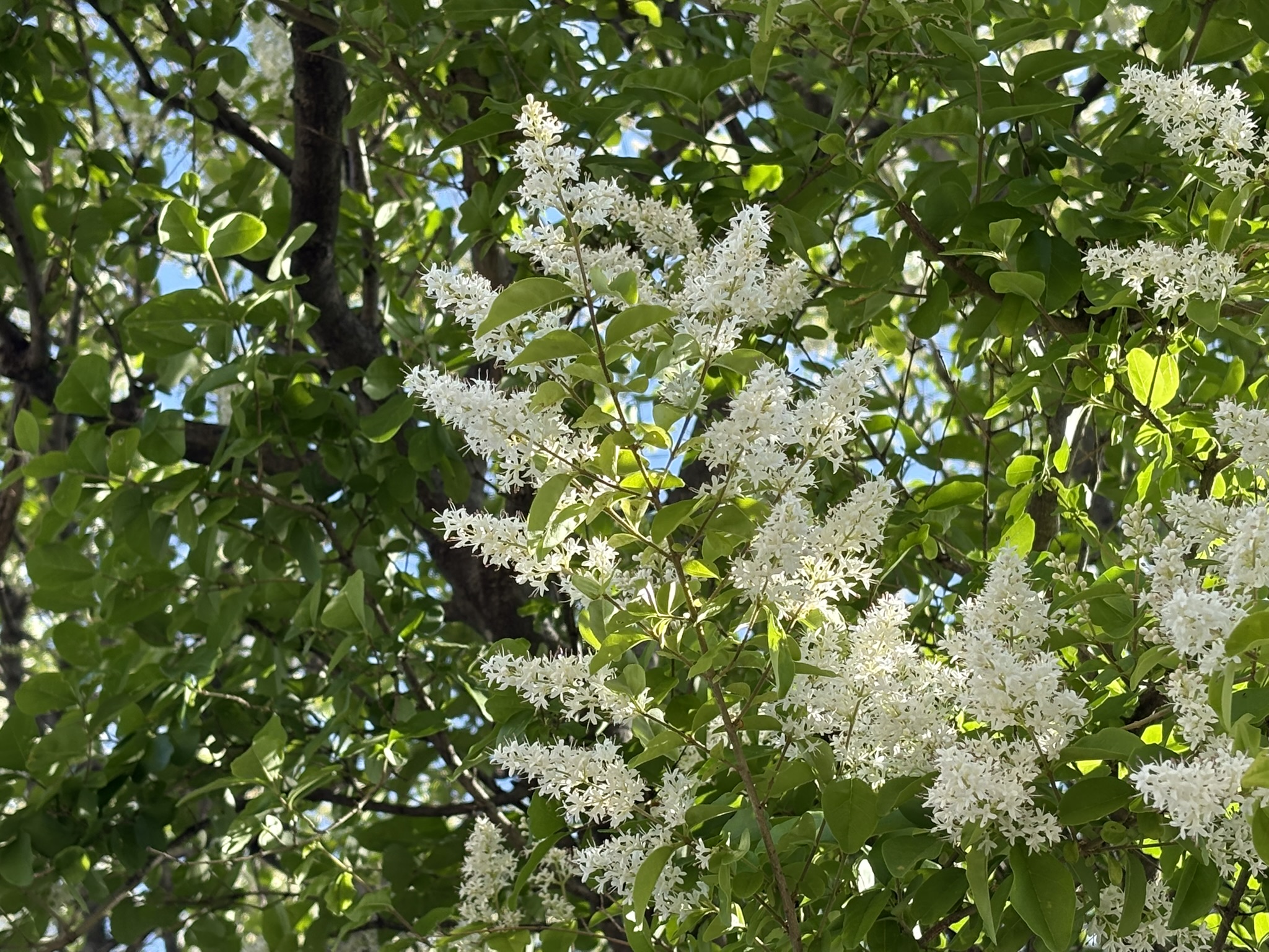 05-13tounezumimoti