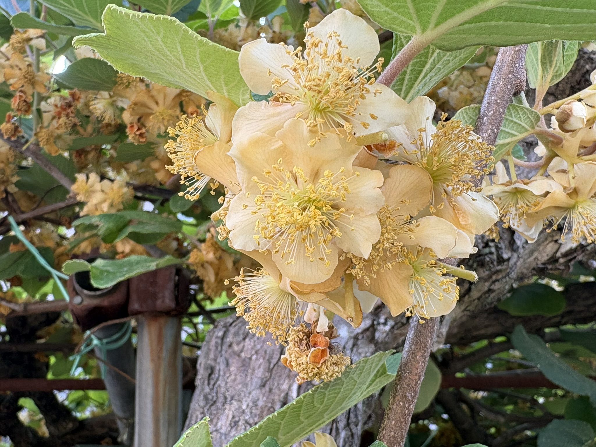 独特の色のキウイの雄花 2026-05-16
