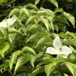 05-16yamabousi