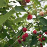 05-20juneberry