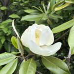 05-20taisanboku