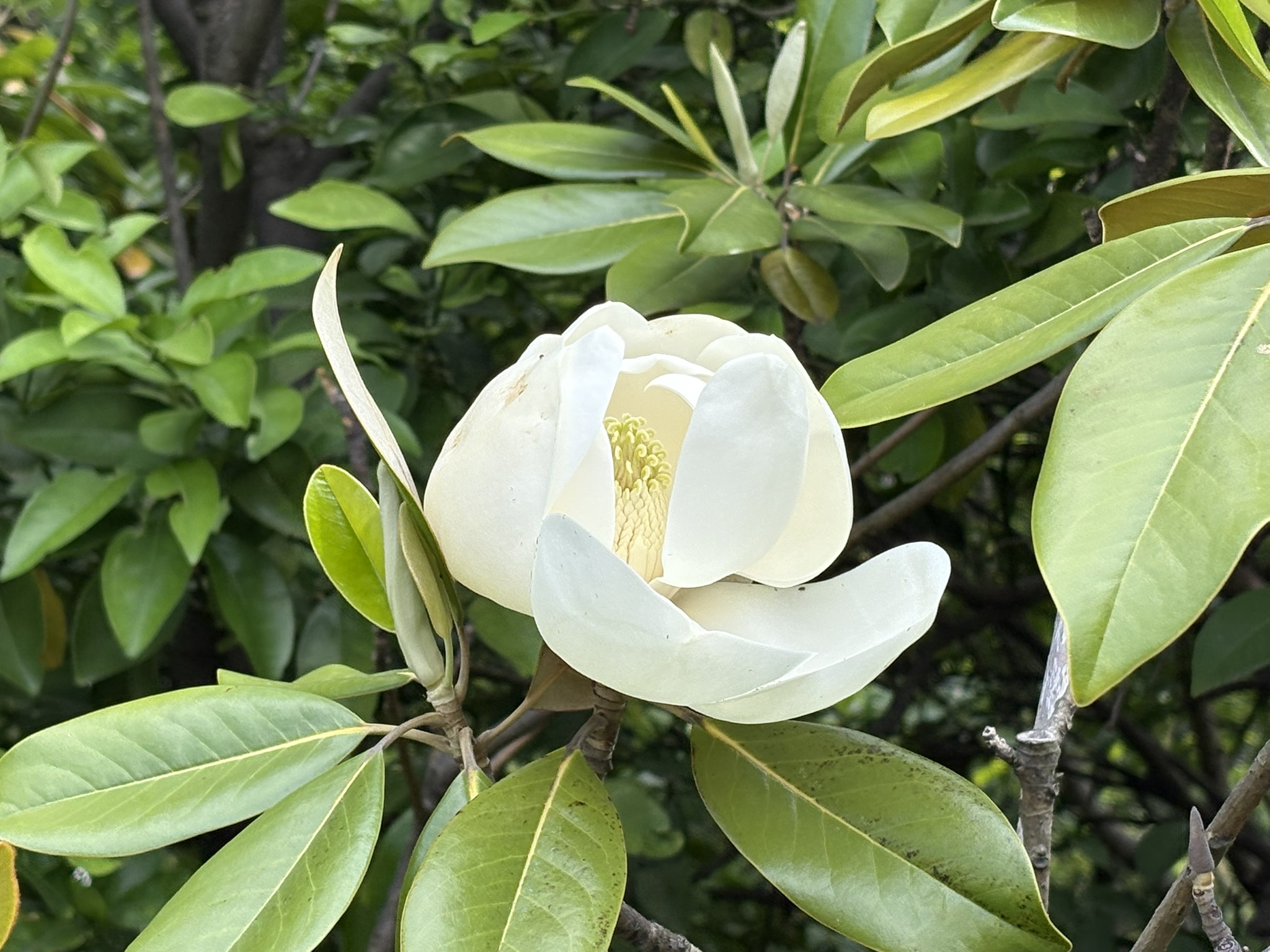 05-20taisanboku