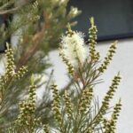 05-20teatree