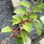 05-23yamaguwa
