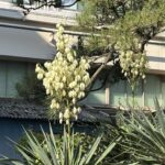 05-25yukka