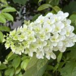 05-26kasiwabaajisai