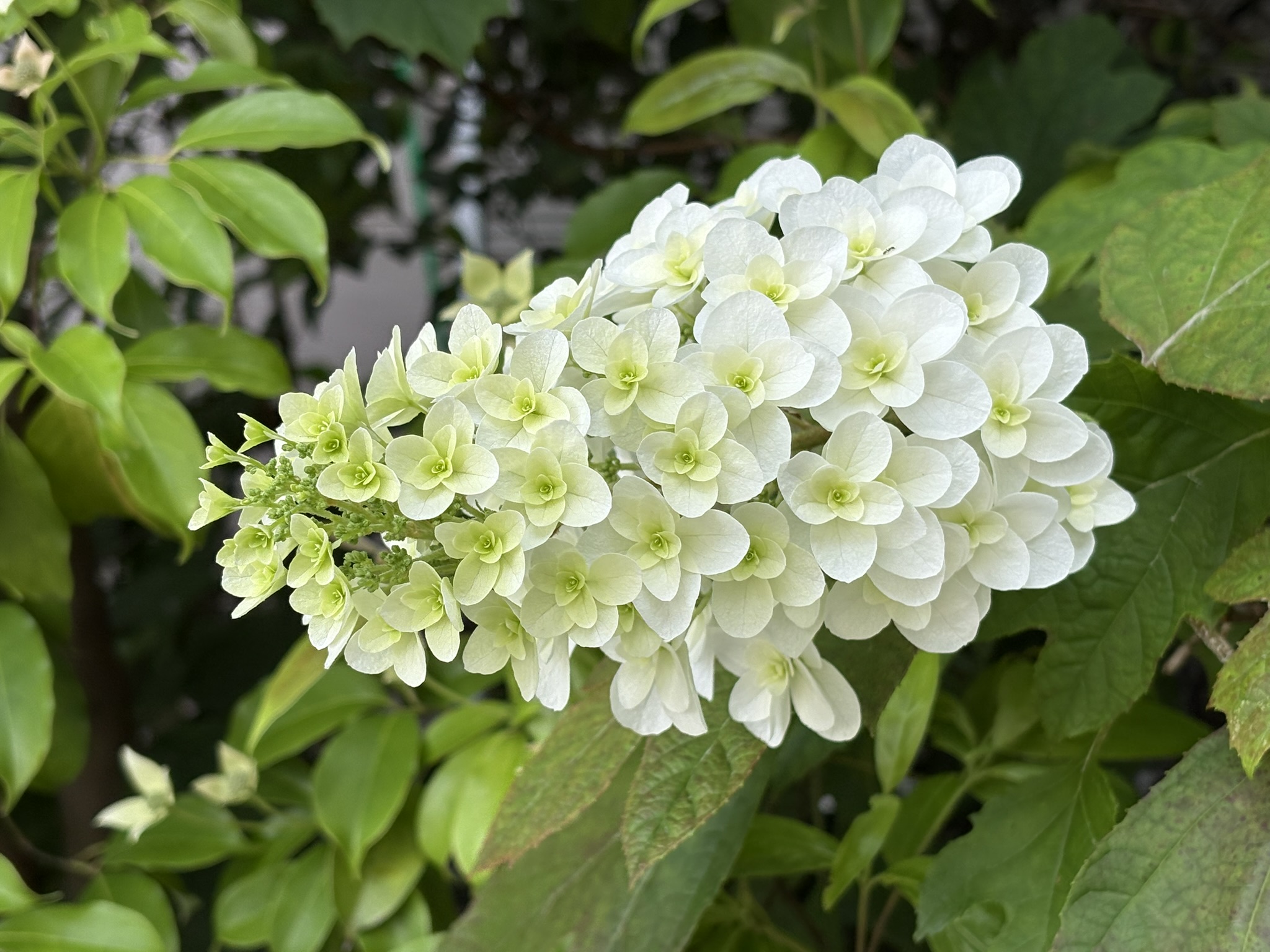 05-26kasiwabaajisai