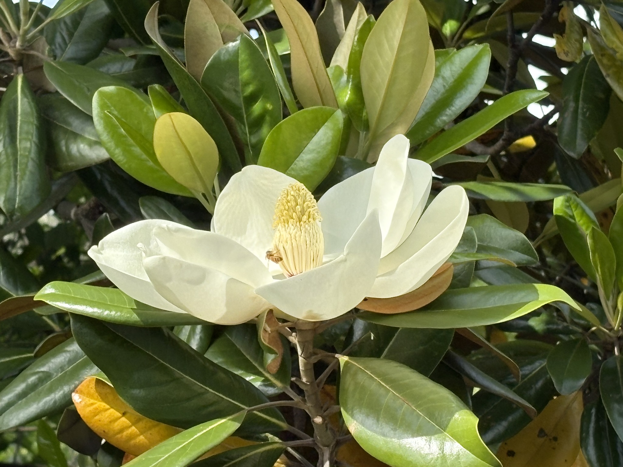05-26taianboku