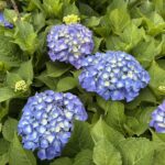 05-31ajisai