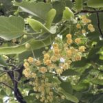 05-31bodaiju