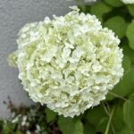 06-09ajisai