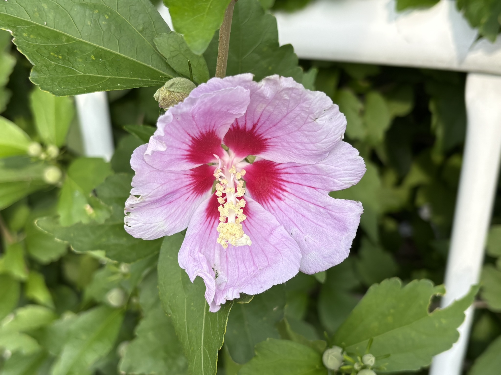 夏の花ムクゲ開花 2026-06-12