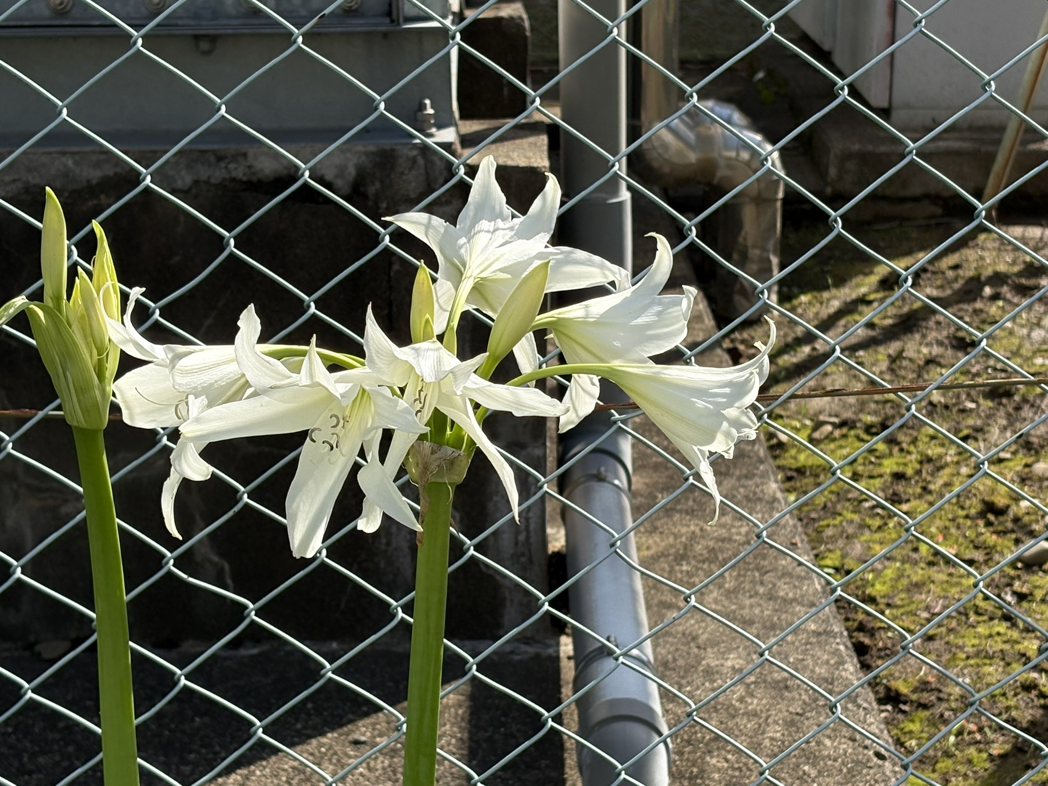菅中学のクリナムパウエリー 2026-06-16