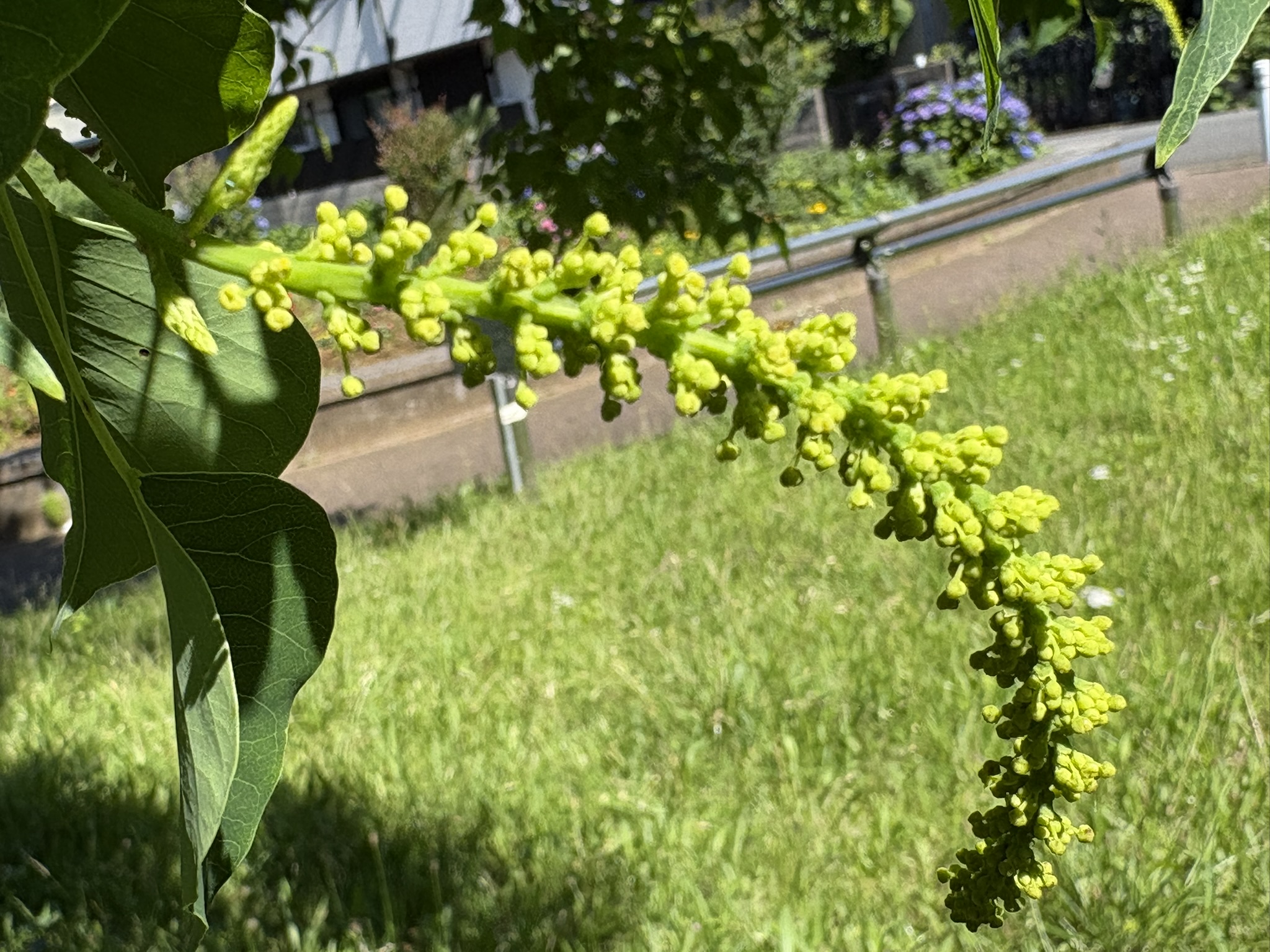 雄花と雌花の咲く時期をずらすナンキンハゼ 2026-06-17