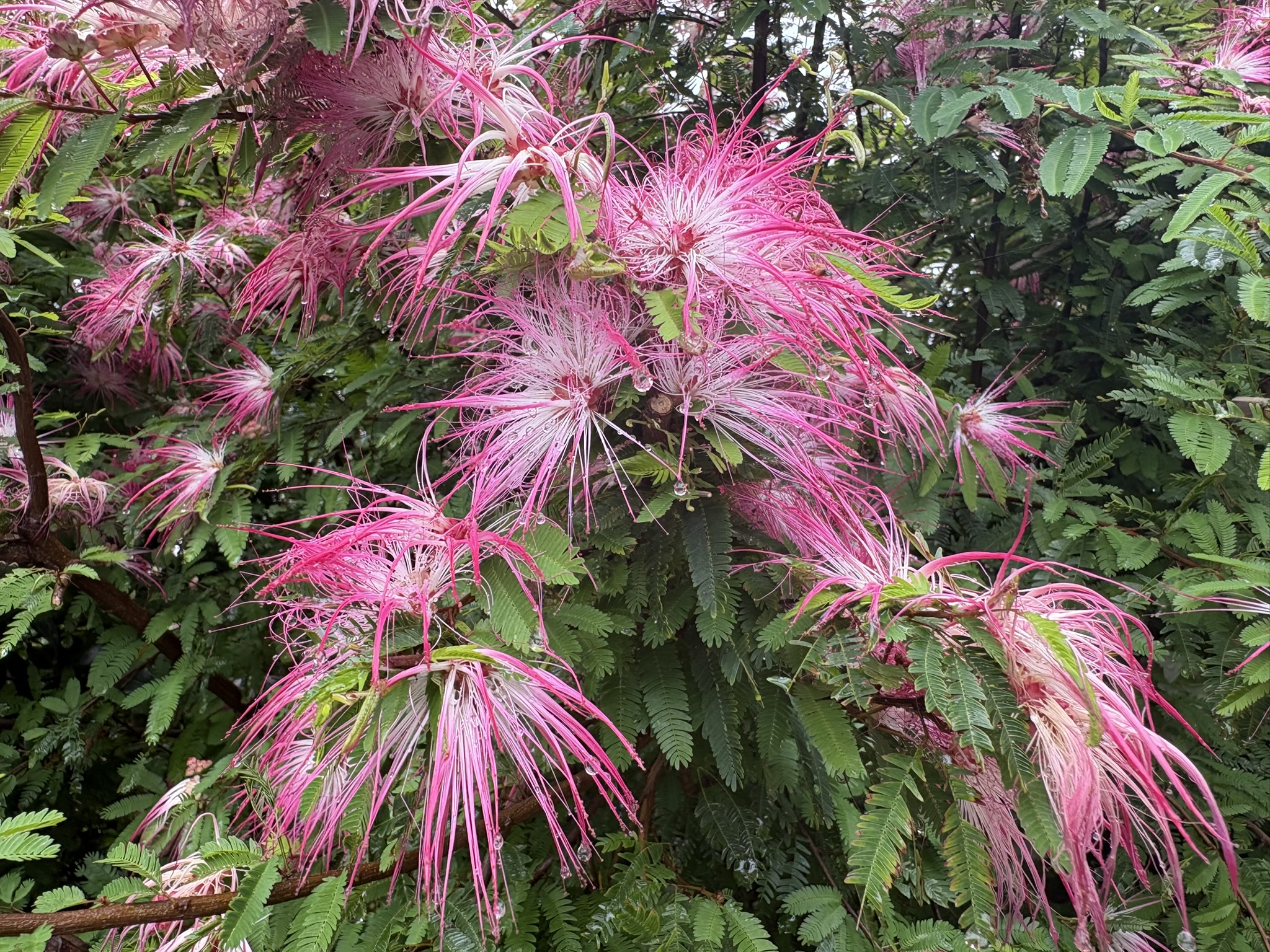 06-21nemunoki