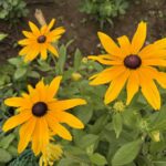 06-21rudobekia