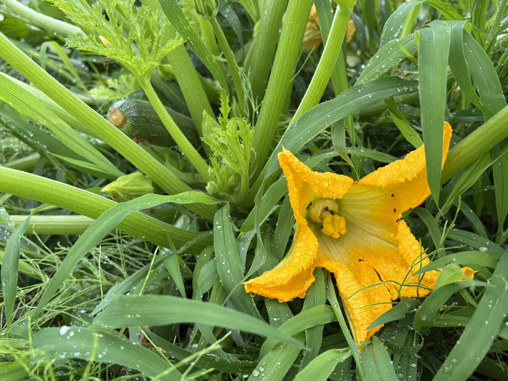ズッキーニの花 2026-06-21