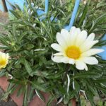 06-23gazania