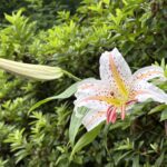 06-29yamayuri