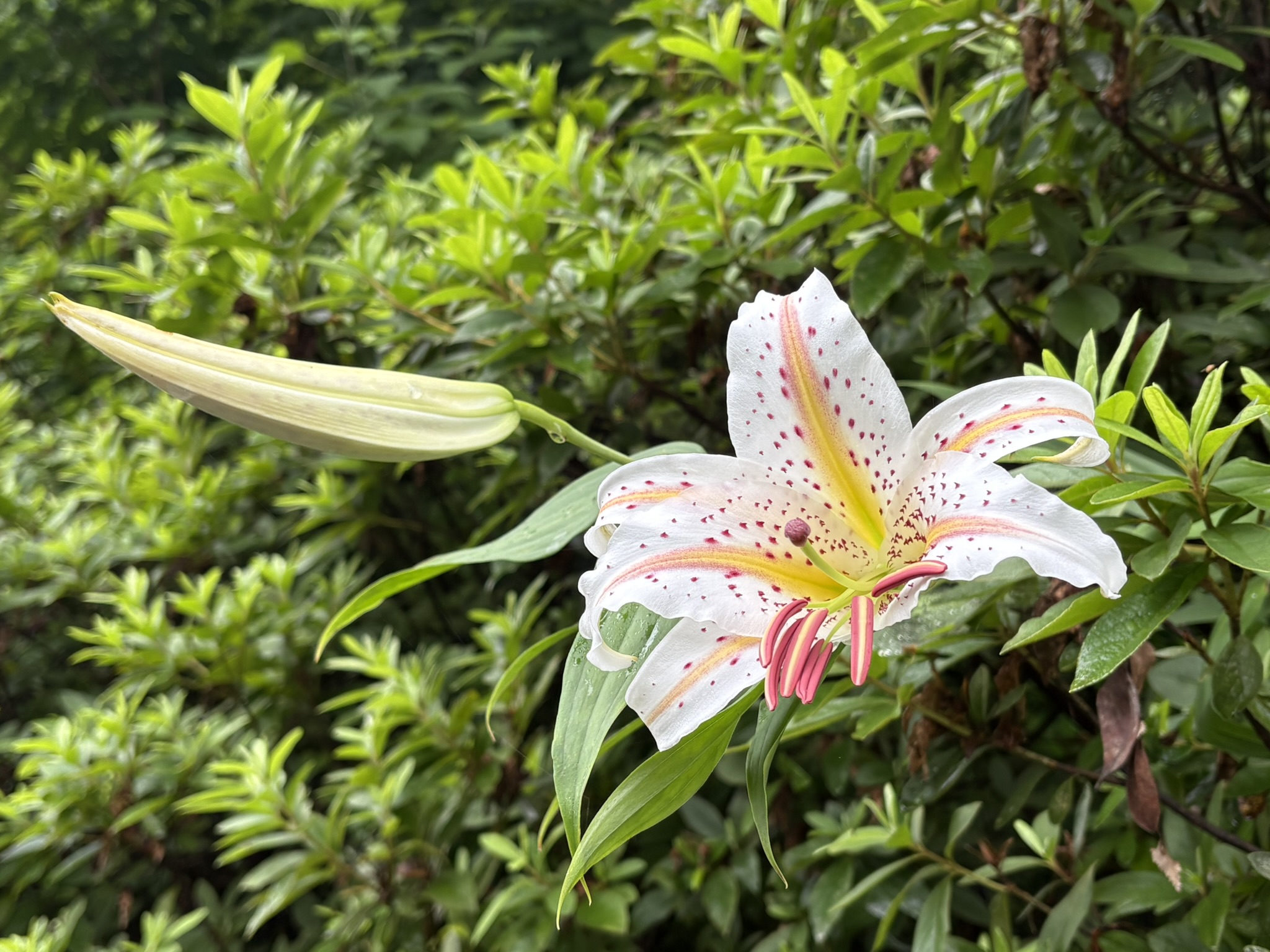 全国初の「県の花」ヤマユリ 2026-06-29