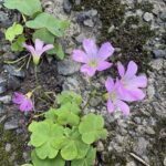 07-09murasakikatabami