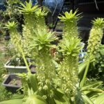07-11pineapplelily