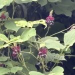 07-30kuzu