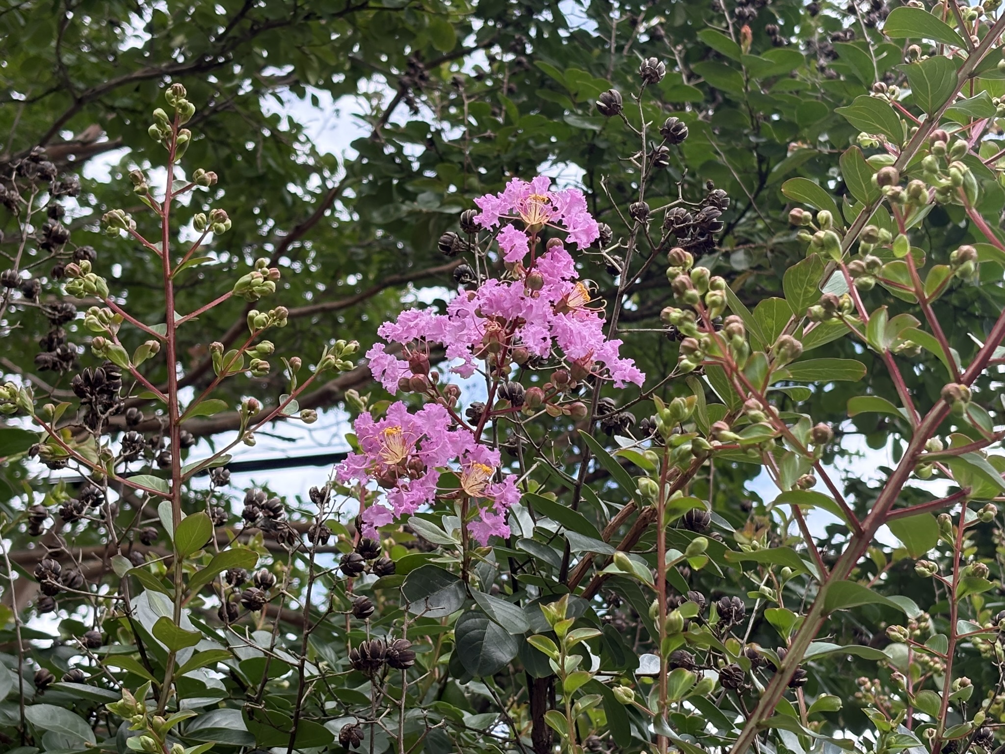 サルスベリ三兄弟開花 2026-07-30
