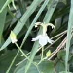 07-30yamahototogisu