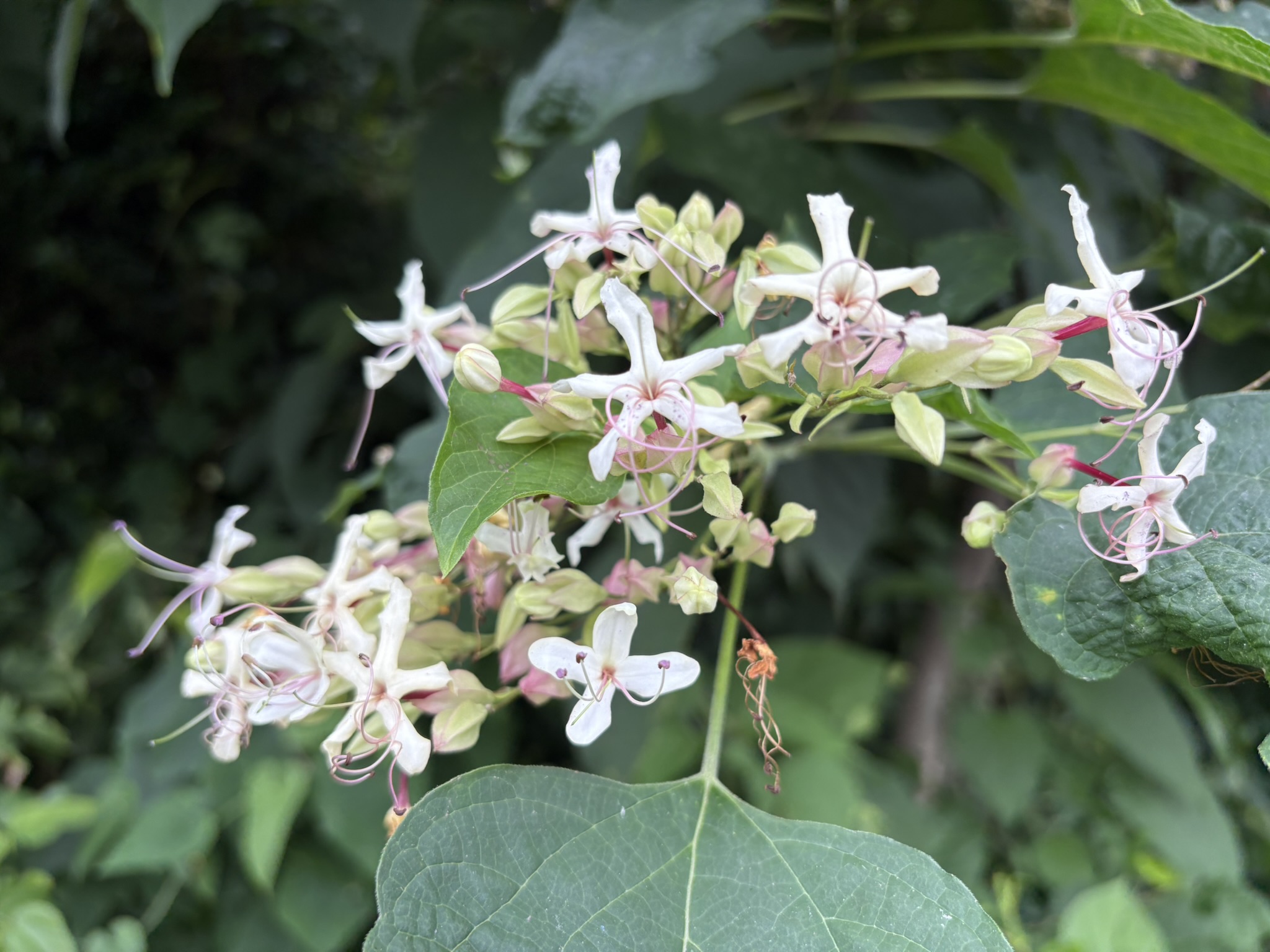 クサギは「臭い木」なのに花は甘い香り 2026-08-03