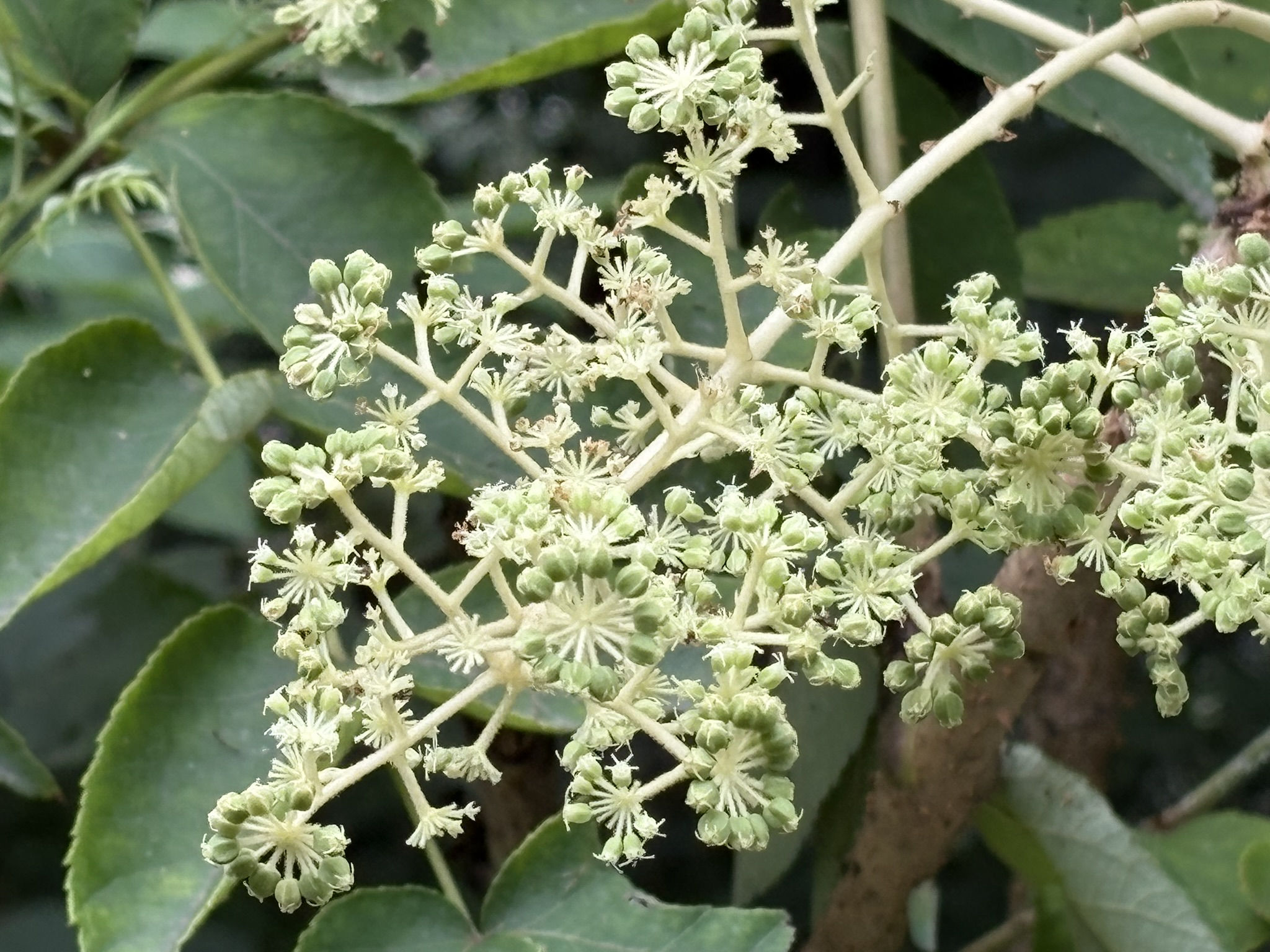 線香花火の様な複雑な構造 タラノキの花 2026-08-03