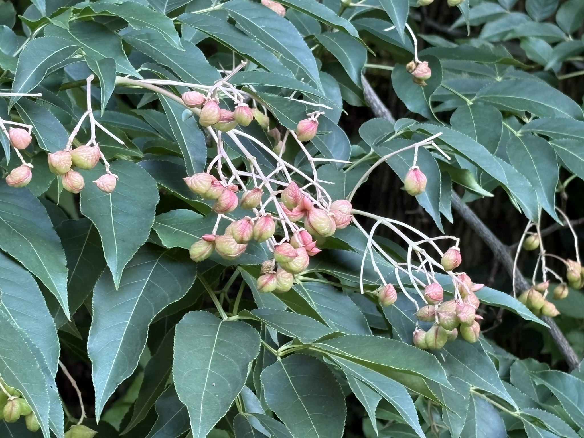 08-05gonzui