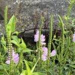 08-22kakutoranoo