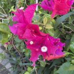 08-24bugenbiria