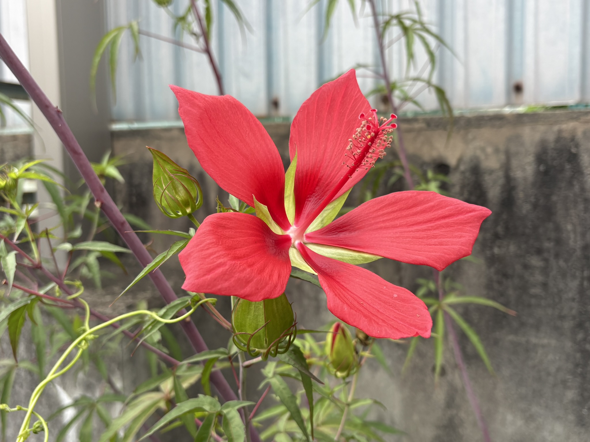 花びらが触れ合わないモミジアオイ 2026-09-01