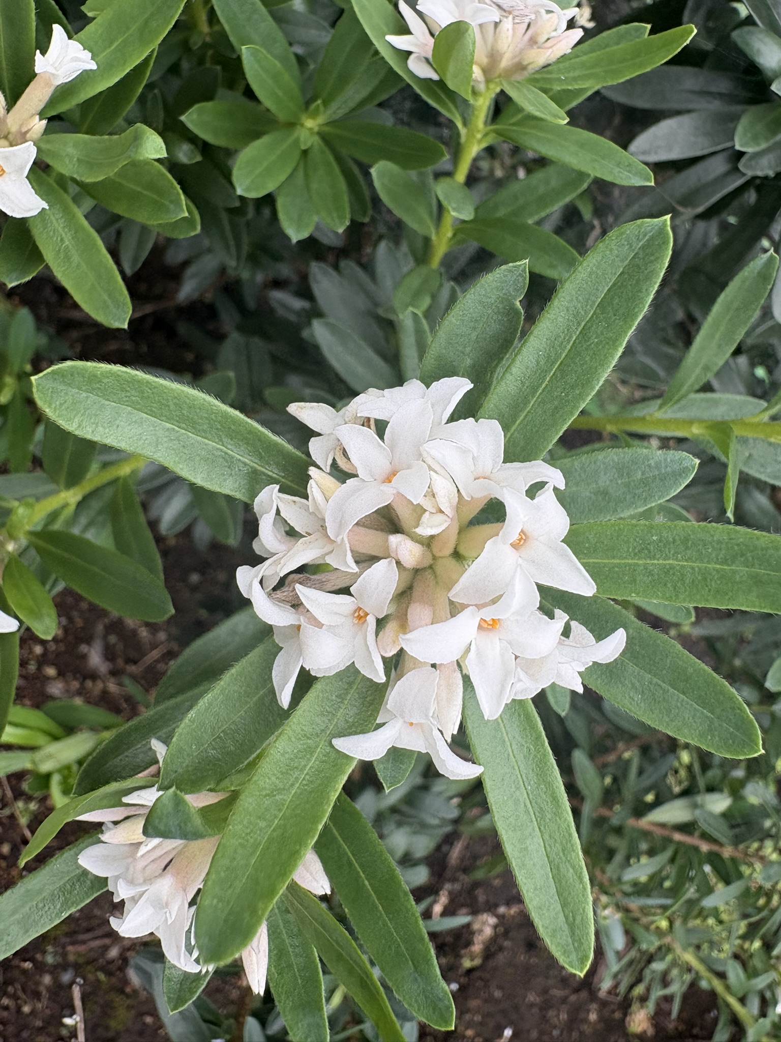 春の花なのに開花シロバナジンチョウゲ？ 2026-09-13