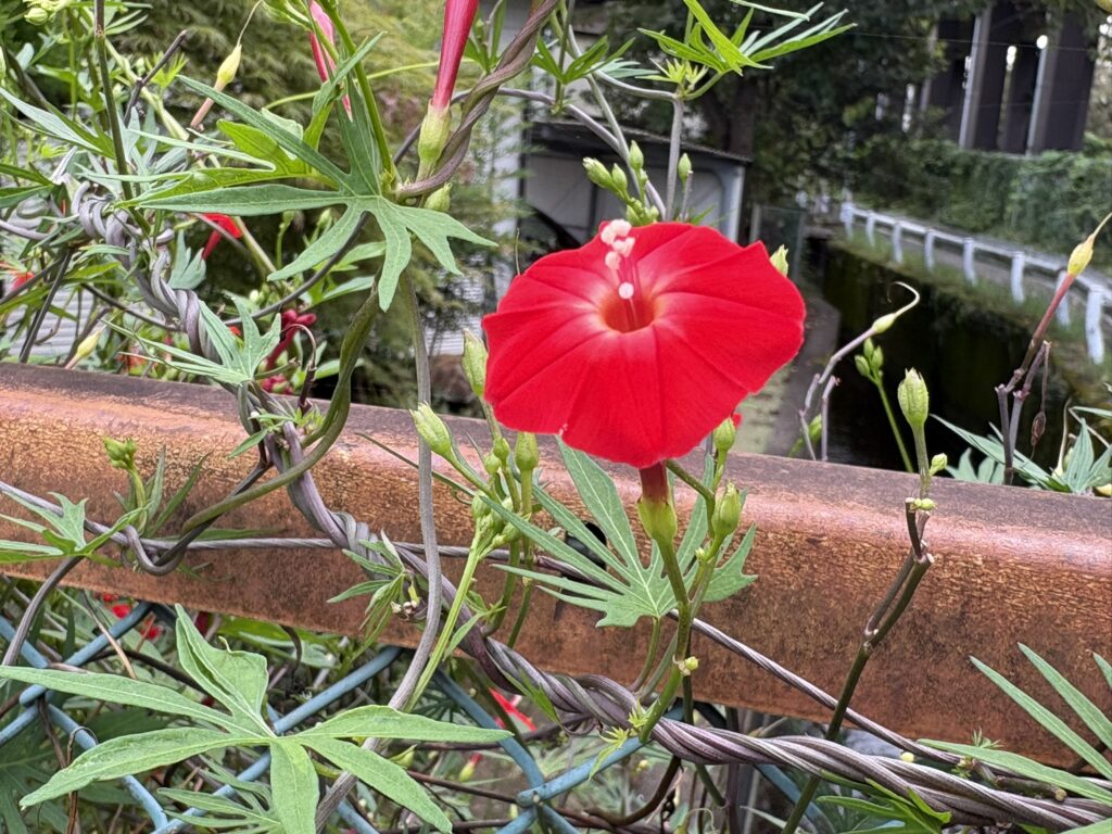 09-14hagoromorukousou