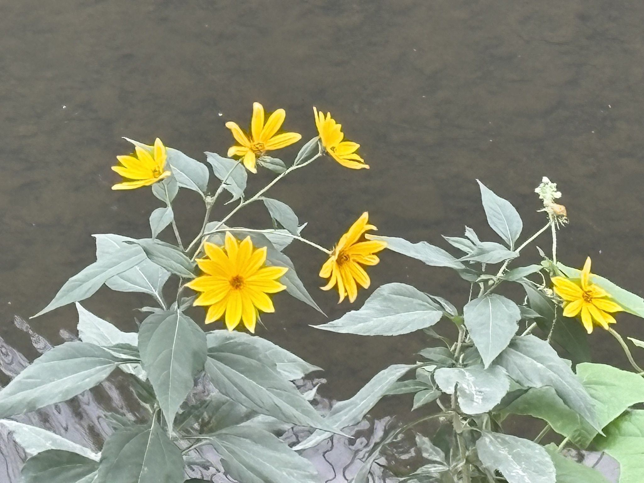 10-20kikuimo